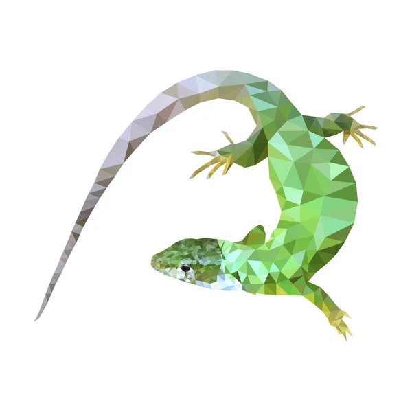 Green lizard low poly design eps 10 — Stock Vector
