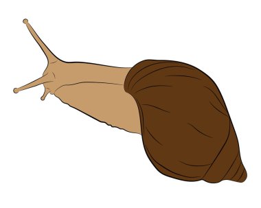 salyangoz vektör çizim çizim