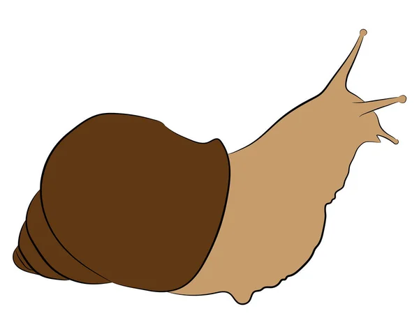 カタツムリのベクトル図を描画 — ストックベクタ