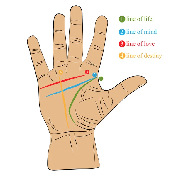 Chiromancy hand with lines of life, love, mind and destiny. palmistry vector drawing illustration — Stock Vector