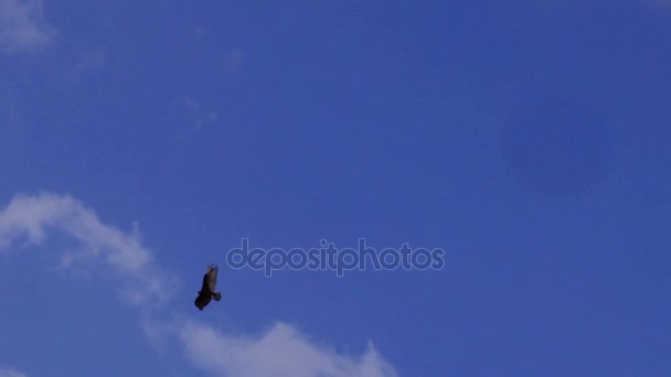 Osamělý muž orel bělohlavý se vznáší nad v jasně modré oblohy jasno