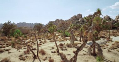 Joshua Tree National Park Yucca ile ve Joshua ağaç görünümünü manzara. Görünümü, cholla kaktüs Bahçe çöl.