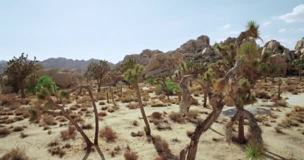 Landschaft Ansicht des Joschua-Baum-Nationalparks mit Yucca und Joschua-Baum. Wüstenblick, Cholla-Kakteen-Garten. — Stockvideo