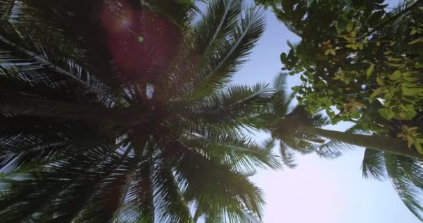 Exotische palmboom in de Jungle. Tracking shot rond de palmboom — Stockvideo