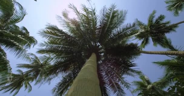 Palmeira exótica na selva. Rastreamento tiro em torno da palmeira — Vídeo de Stock