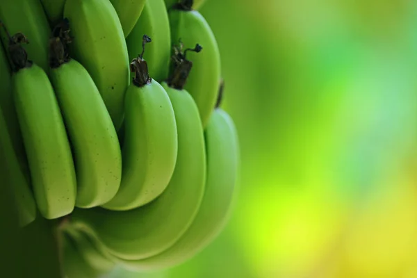 绿香蕉束 香蕉田 — 图库照片
