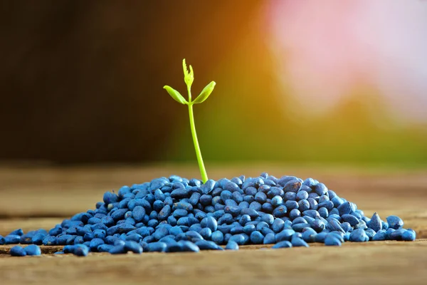 Planta pequena que cresce, conceito nascido — Fotografia de Stock