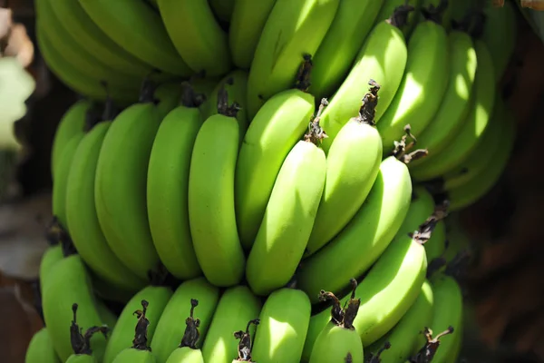 Banana verde al campo — Foto Stock