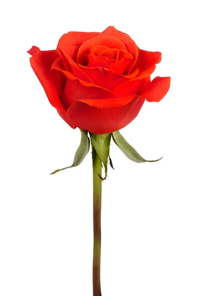Бутон алой розы — стоковое фото