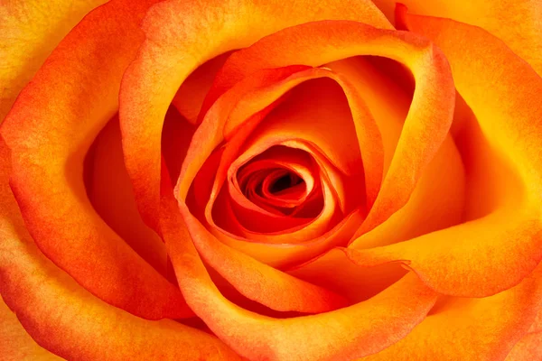 Bakgrund från färska orange rose — Stockfoto