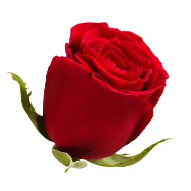 Bud beyaz zemin üzerine kırmızı gül