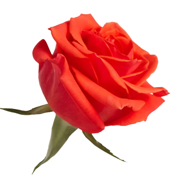 Bud rose scarlatte su sfondo bianco — Foto Stock