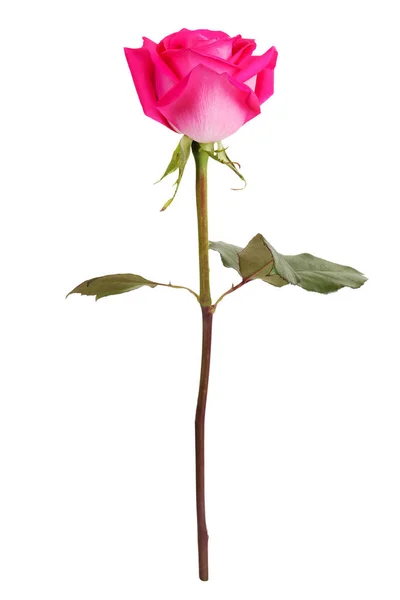 Blommande rosa ros på vit bakgrund — Stockfoto