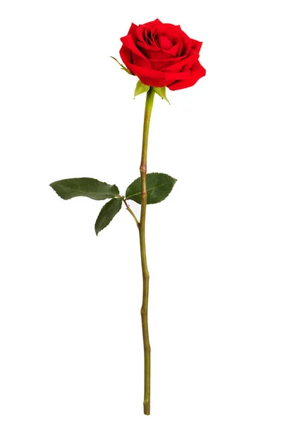 Rosa roja sobre un fondo blanco —  Fotos de Stock