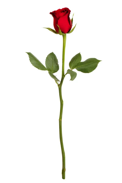 Rosa rossa su sfondo bianco — Foto Stock