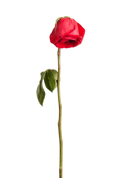 Μαραίνονται κόκκινο τριαντάφυλλο — Φωτογραφία Αρχείου