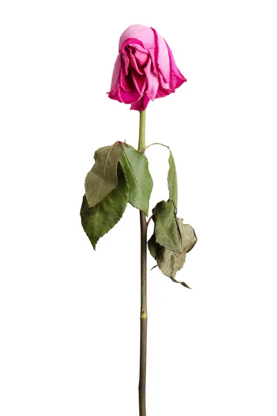 Μαραίνονται ροζ τριαντάφυλλο — Φωτογραφία Αρχείου
