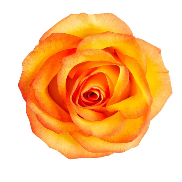 Bud of yellow roses — Stock Photo, Image