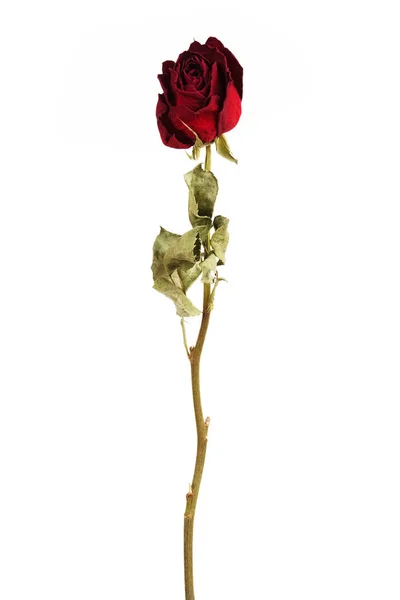 Οινικής αποξηραμένα τριαντάφυλλο — Φωτογραφία Αρχείου