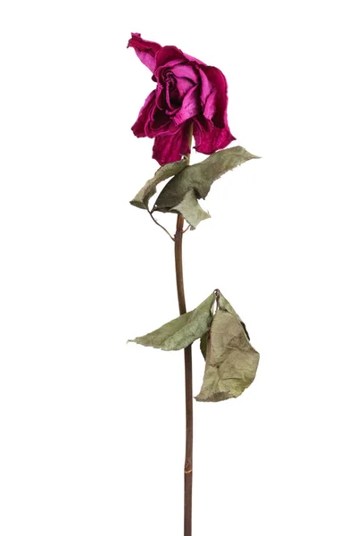 Ροζ τριαντάφυλλο αποξηραμένα — Φωτογραφία Αρχείου