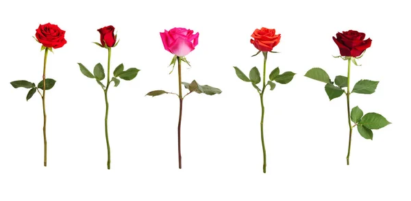 Cinco rosas de diferentes colores Fotos de stock