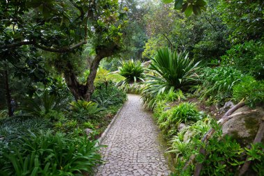 Yoğun tropikal park