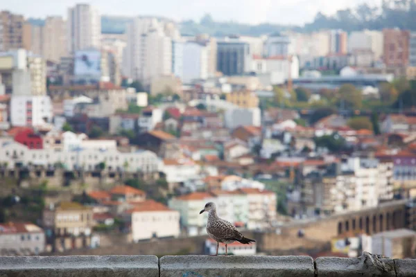 Paisagem com um pássaro em primeiro plano e uma cidade — Fotografia de Stock