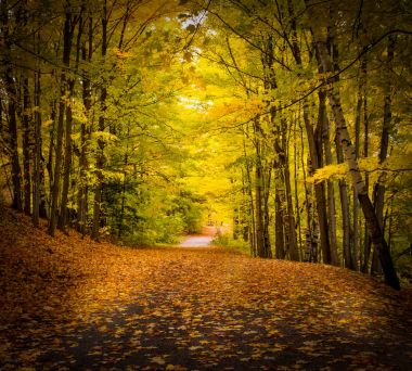 Sonbahar mevsiminde sabahları yeşil orman