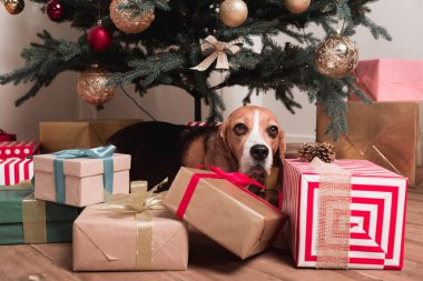 Noel ağacının altında döşeme köpek