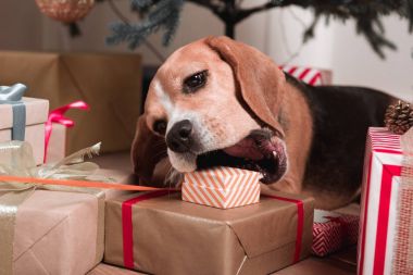 köpek Noel hediyeleri yemek yiyor