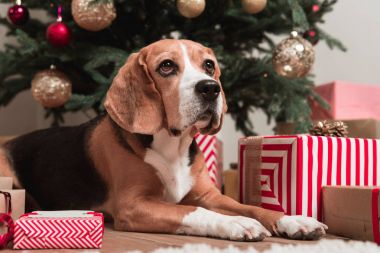 Noel ağacının altında döşeme köpek