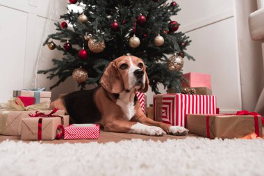 Noel ağacının altında döşeme köpek