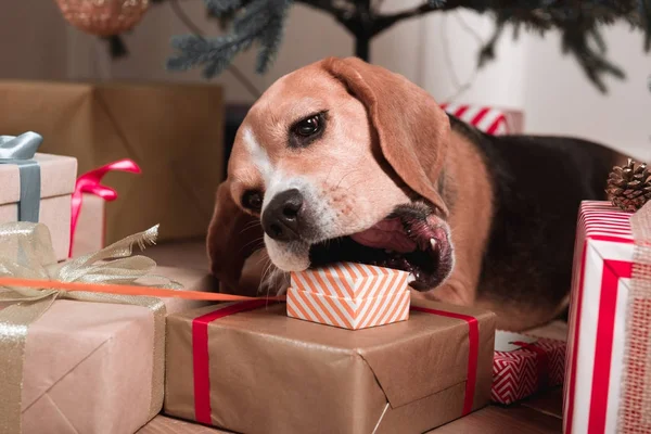 Chien essayant de manger des cadeaux de Noël — Photo