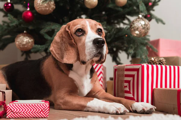 Собака лежит под рождественской ёлкой — стоковое фото