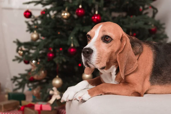 Beagle perro con árbol de Navidad — Foto de Stock