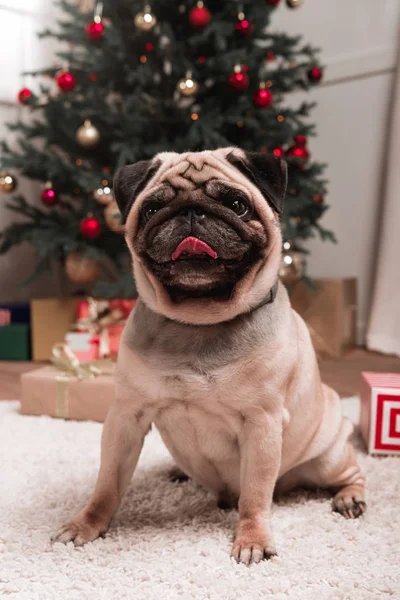Pug with christmas gifts — Stock Photo, Image