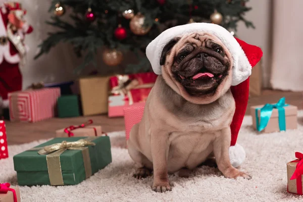 Mops mit Weihnachtsmütze — Stockfoto