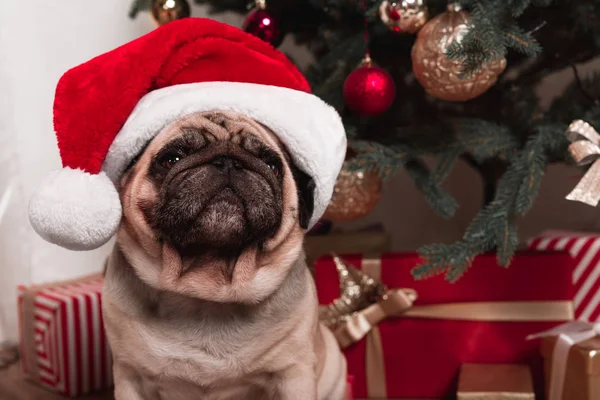 Pug zitten onder kerstboom — Stockfoto