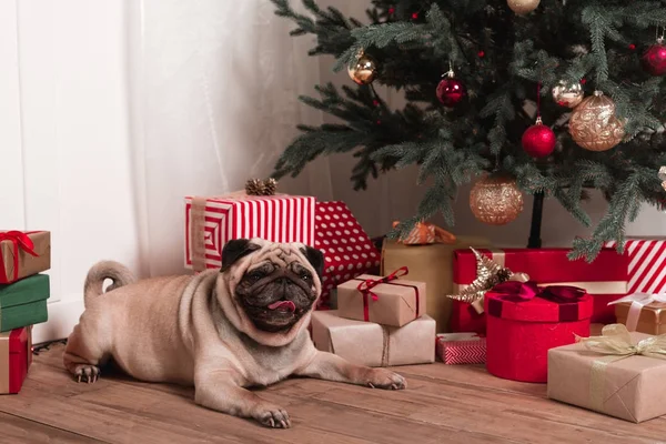 Mops, sedící pod vánoční stromeček — Stock fotografie