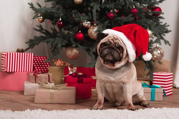 Pug de Natal — Fotografia de Stock