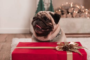 Noel hediye ile pug