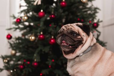 Noel ağacı ile şirin pug