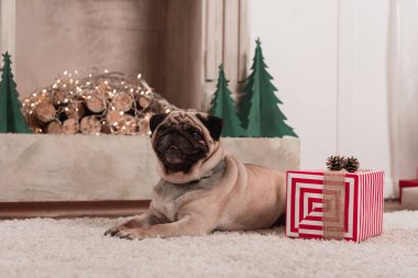 Noel hediye ile pug