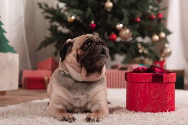 Noel hediye ile pug