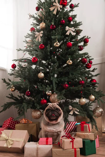 Mopsz ül a karácsonyfa alatt — Stock Fotó