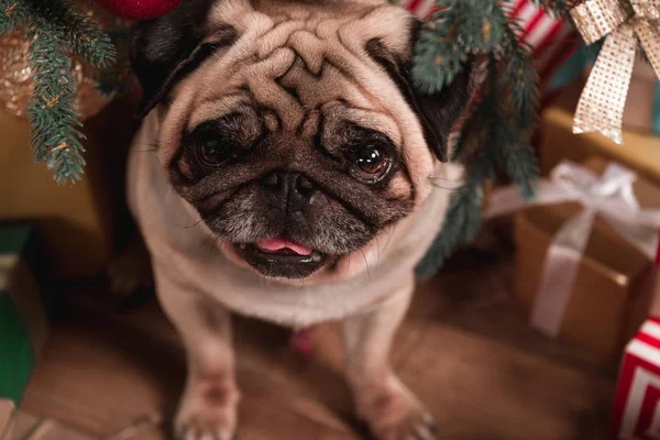 Pug sentado sob a árvore de natal — Fotografia de Stock