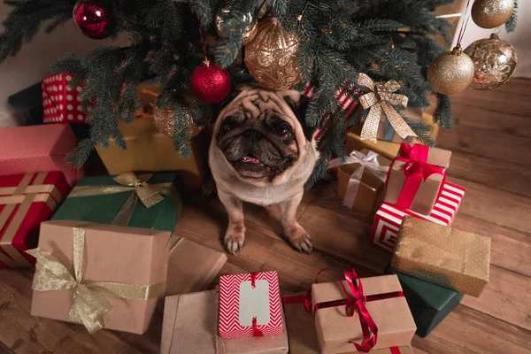 Pug sentado sob a árvore de natal — Fotografia de Stock