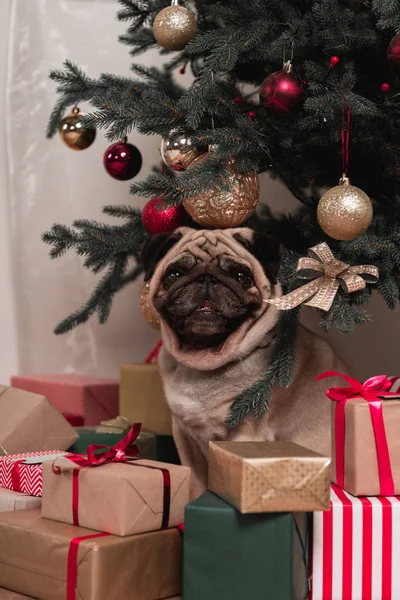 Pug zitten onder kerstboom — Stockfoto