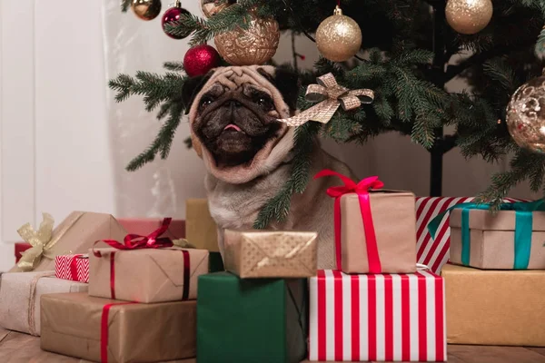 Pug sentado sob a árvore de natal — Fotografia de Stock