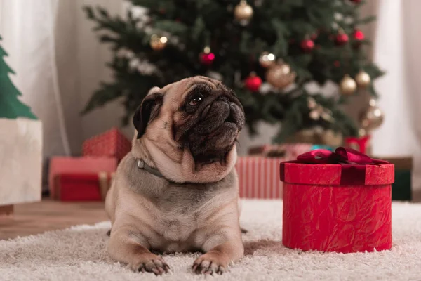 Noel hediye ile pug — Stok fotoğraf